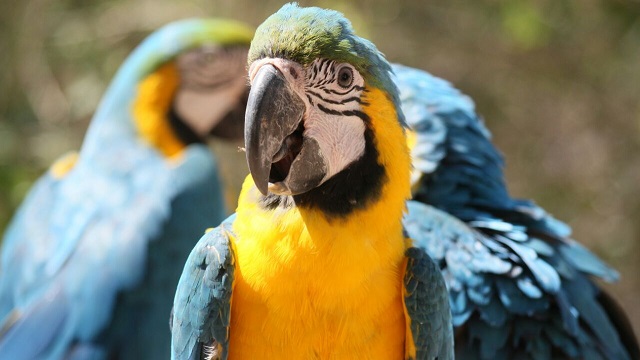 Liberación. Foto: Secretaría de Ambiente Liberación. Foto: Secretaría de Ambiente