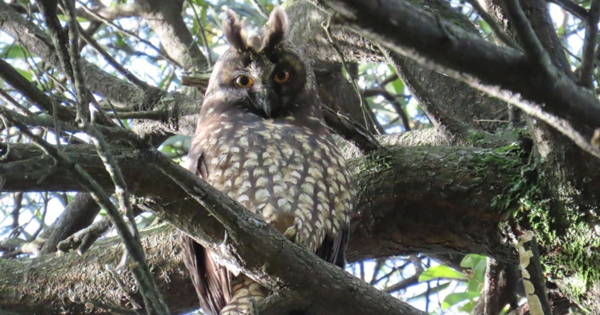 búho negruzco captado en humedal de Bogotá