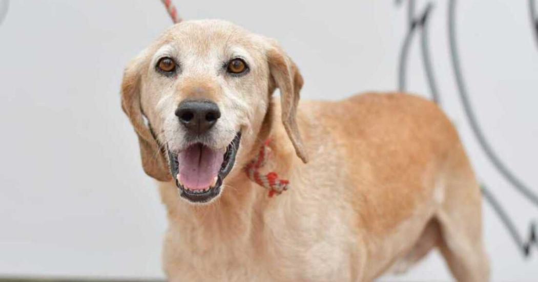 Jornada de adopción perros y gatos en Bogotá 20 de septiembre 2025