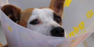 Imagen de un perro con un collar isabelino