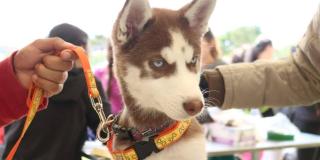 Imagen de un perro en una de las jornadas.