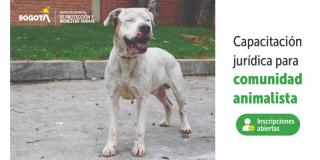 Las capacitaciones son gratuitas y las preguntas podrán ser remitidas a través del chat donde se responderán en vivo. Foto: IDPYBA