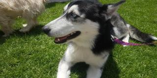 Es importante tener en cuenta que este servicio aplica para personas que pertenecen a los estratos 1, 2 y 3. Foto: IDPYBA