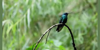 Avistamiento de aves en Humedal Santa María del Lago en Bogotá
