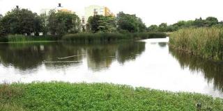 ¿Qué tipo de plantas hay en el humedal de Santa María del Lago?