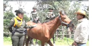 Policía rescata caballo