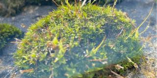 Evita el uso de musgo para la elaboración de pesebres en esta Navidad