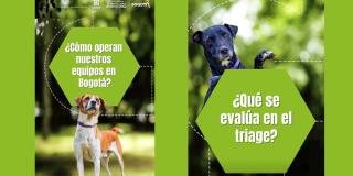 El IDPYBA explica qué es un triage o clasificación medico veterinaria