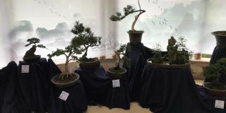 Exposición de Bonsáis