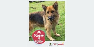 Requisitos para la vacunación gratuita de animales contra rabia Bogotá