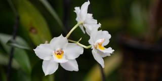 orquideas de Colombia