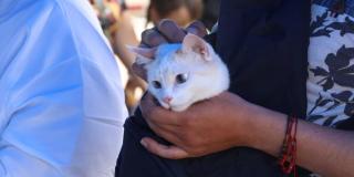 Vacunación contra la rabia: requisitos para llevar a perros y gatos