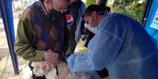 Edad recomendada y puntos vacunación gratis contra rabia octubre 2023