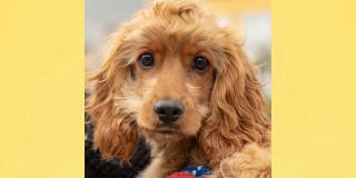 ¡Ojo! El 15 de enero vuelven las brigadas médico- veterinarias en San Cristóbal