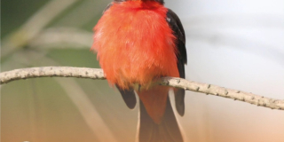 Día Internacional de las Aves Migratorias: datos, imágenes y más