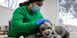 10 de mayo Día Nacional del Veterinario y la Veterinaria en Bogotá