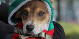 Recuerda que los cupos de esterilización ofrecidos por el IDPYBA son gratuitos y