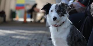 Jornadas gratuitas de esterilización Bogotá asignación de turno y más