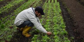 Bogotá fomenta la economía con abono producido en Mercados Campesinos