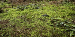 En Bogotá deja el musgo en su lugar, cinco datos curiosos sobre musgo