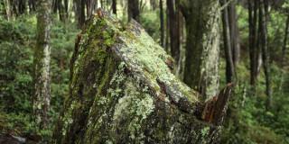 Navidad en Bogotá 2024 opciones para reemplazar el musgo en pesebres Navidad en Bogotá 2024 opciones para reemplazar el musgo en pesebres