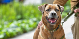 Día de la Niñez jornada de adopción en Bogotá el 26 de abril de 2025