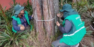 Aplican carbono 14 para datar a los árboles más longevos de Bogotá