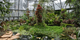 Bogotá honra 70 años de ciencia, naturaleza en su Jardín Botánico