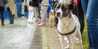 Jornadas médico veterinarias el 5 de abril en San Cristóbal, Bogotá