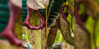 Planes en Bogotá asiste exposición de plantas carnívoras 4 al 6 abril