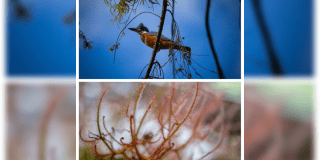 Bogotá celebra por nuestra naturaleza con un gran festival ambiental