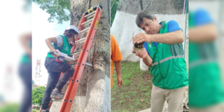 Bogotá y Caldas comparten procesos técnicos para cuidado de árboles