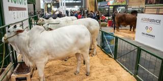 Agroexpo 2025 en Bogotá llega con el mensaje “El campo que impulsa”