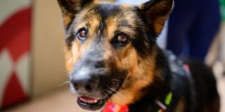 Turnos gratuitos esterilización Bogotá para perros y gatos junio 2025