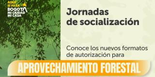 Autorización de aprovechamiento forestal de árboles aislados en Bogotá
