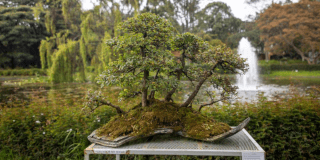 Bogotá celebra la belleza en miniatura con la IV Exposición de Bonsáis