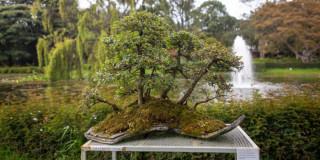 Planes Jardín Botánico de Bogotá asiste a exposición de bonsáis 2025