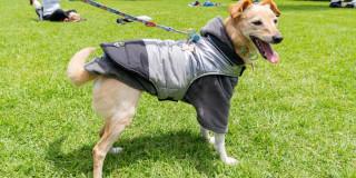 Imagen de perro en un parque