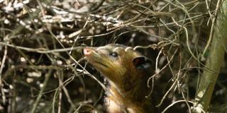 La imagen muestra una zarigüeya en su hábitat