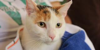 Foto de un gato en Bogotá