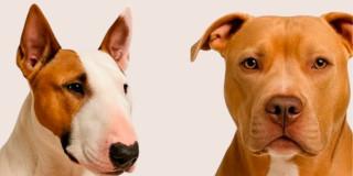 En la foto dos perros de raza especial