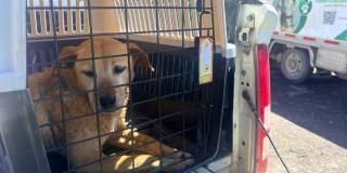 115 casos reportados animales afectados durante noche Navidad 2025 en Bogotá