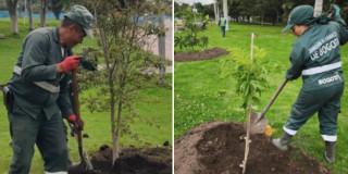Fotos de los nuevos árboles plantados en la avenida calle 63 en Bogotá.