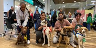 Cuatro perros adoptados