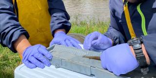 Funcionarios de la CAR con pez capitán de la sabana