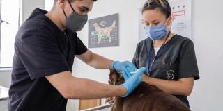 El implante de microchip es gratuito y es para animales de estratos 1,2 y 3. Foto: IDPYBA