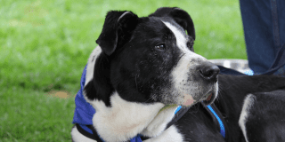 Jornada de esterilización en Bogotá este 27 de marzo de 2025 en Suba