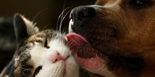 Gato y perro-Foto: www.posta.com.mx Gato y perro-Foto: www.posta.com.mx