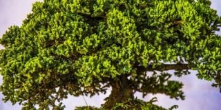 Exposición de Bonsái - Foto: Jardín Botánico Exposición de Bonsái - Foto: Jardín Botánico