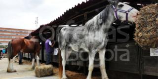 Agroexpo, certamen agropecuario más importante de Colombia, Centroamérica y el Caribe Agroexpo, certamen agropecuario más importante de Colombia, Centroamérica y el Caribe